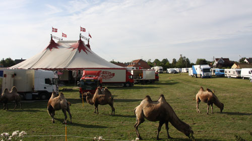 cirkus_2.jpg
